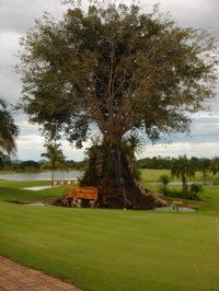 Thailand_golf_tree
